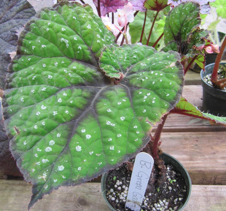 B. ‘Green Goddess’